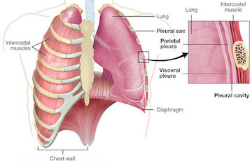 Lung & Respiratory Health