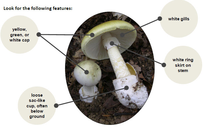 Mushrooms