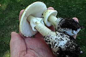 death cap mushrooms