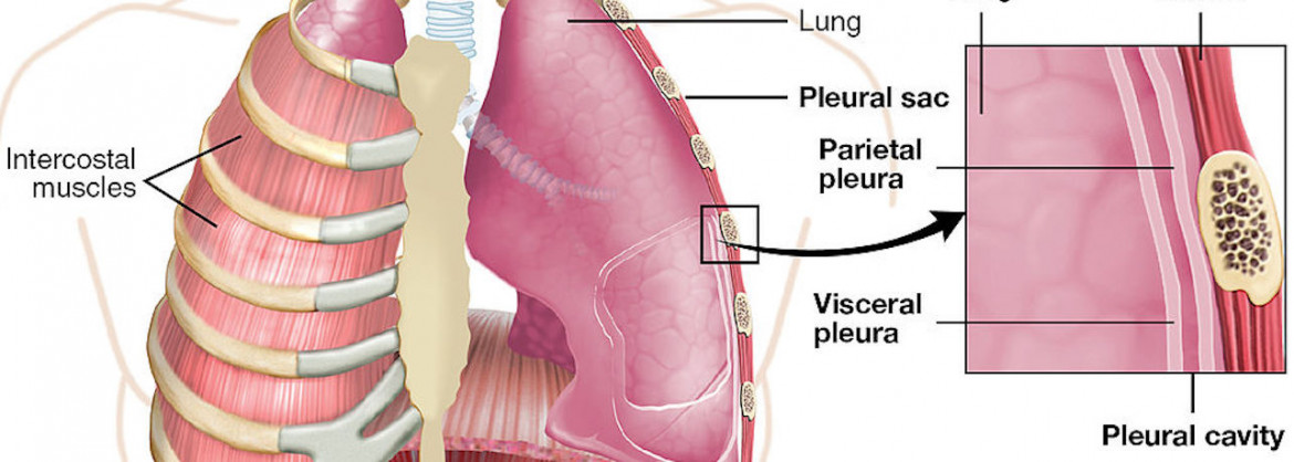 Lung & Respiratory Health