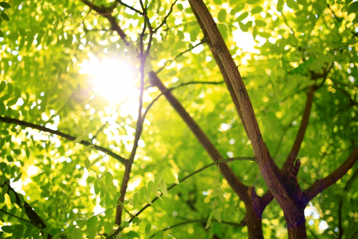 branches sunlight