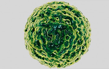 Norovirus