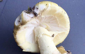Early fruiting of death cap mushrooms in Greater Victoria