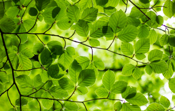 green flowers 