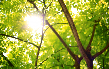 branches sunlight