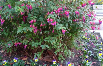 fushia flower planter 