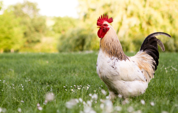 Avian Influenza