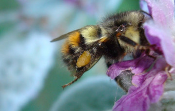 A banner with a bee