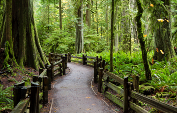 Forest path