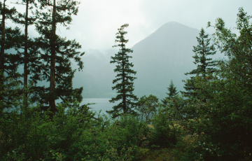 cowichan forest with mountain in background