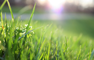 image of grass